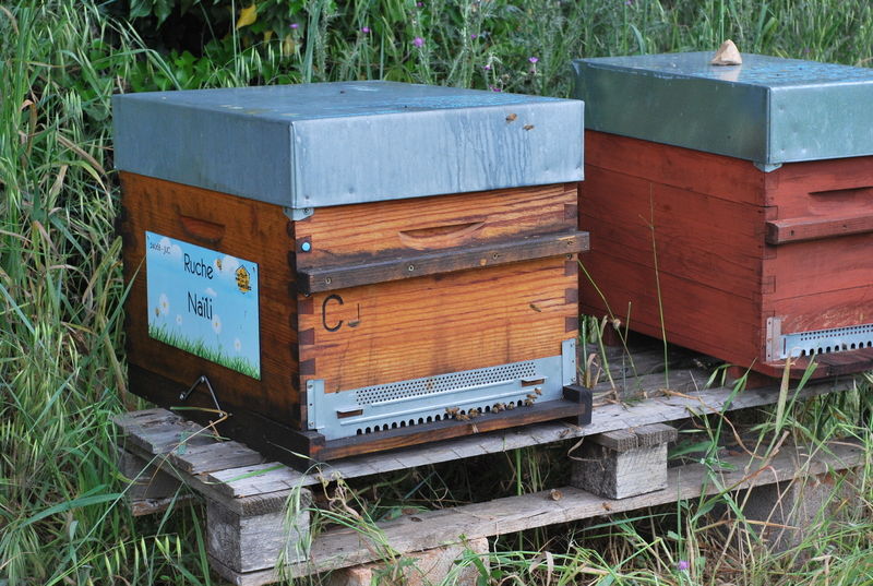 La ruche Naïli