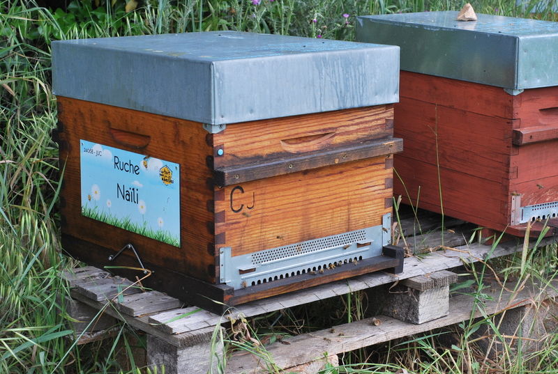 La ruche Naïli