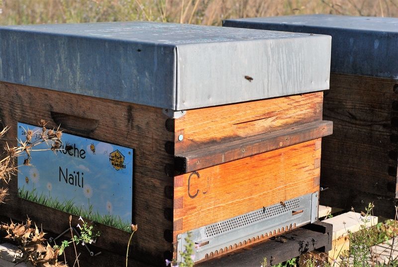 La ruche Naïli