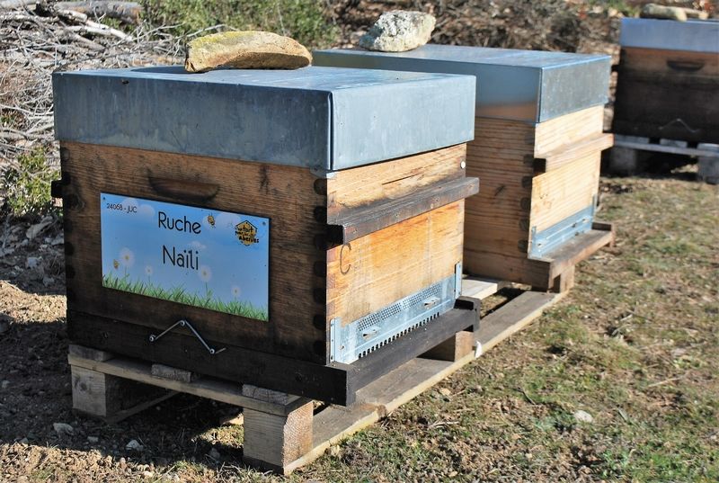 La ruche Naïli