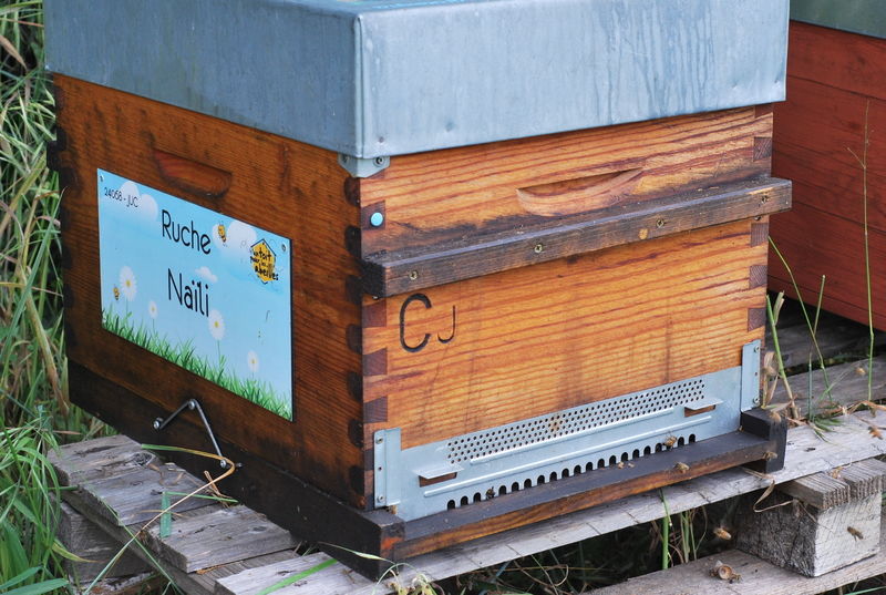 La ruche Naïli