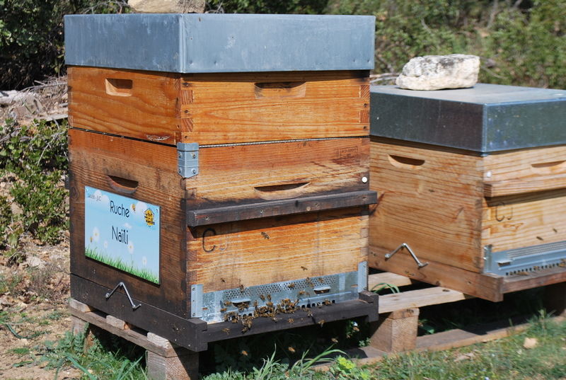 La ruche Naïli