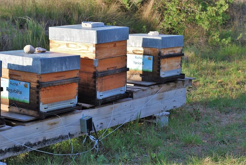 La ruche Reguibète