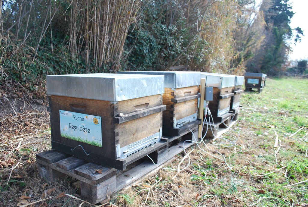 La ruche Reguibète