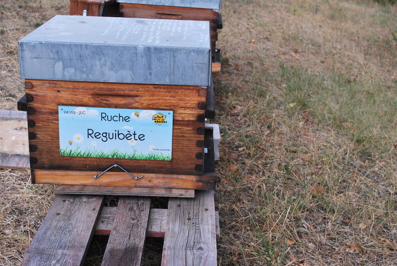 La ruche Reguibète