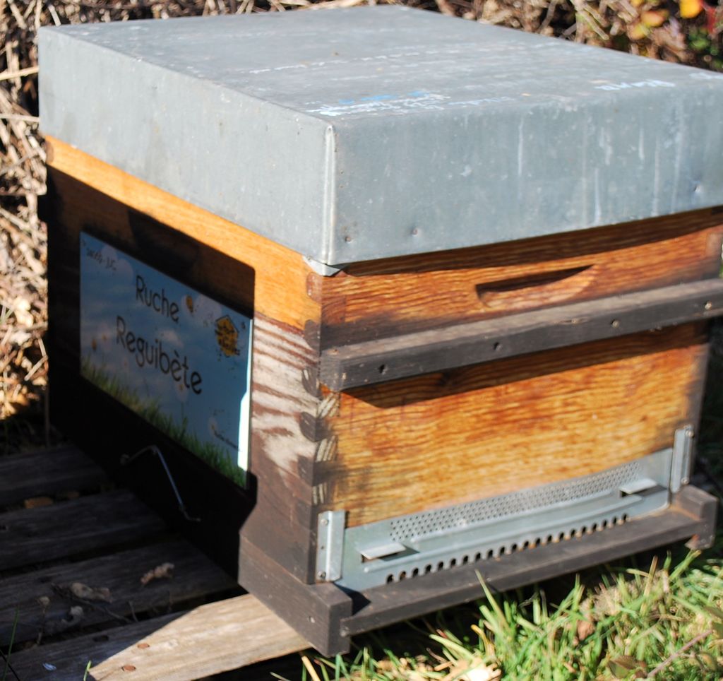 La ruche Reguibète