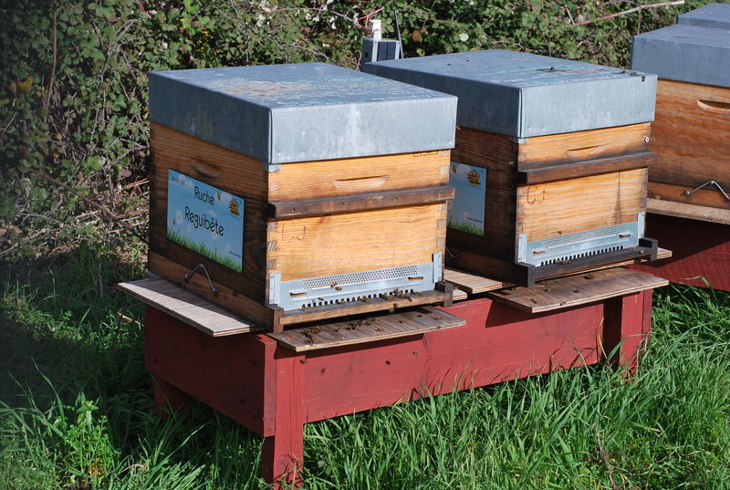 La ruche Reguibète