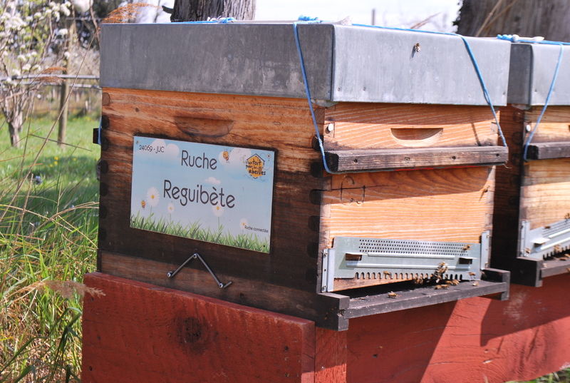 La ruche Reguibète