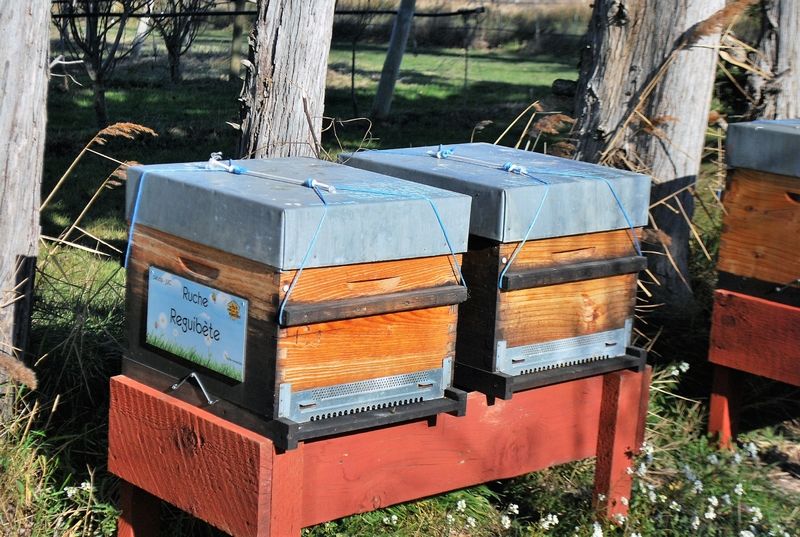 La ruche Reguibète