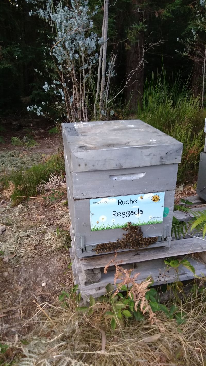 La ruche Reggada