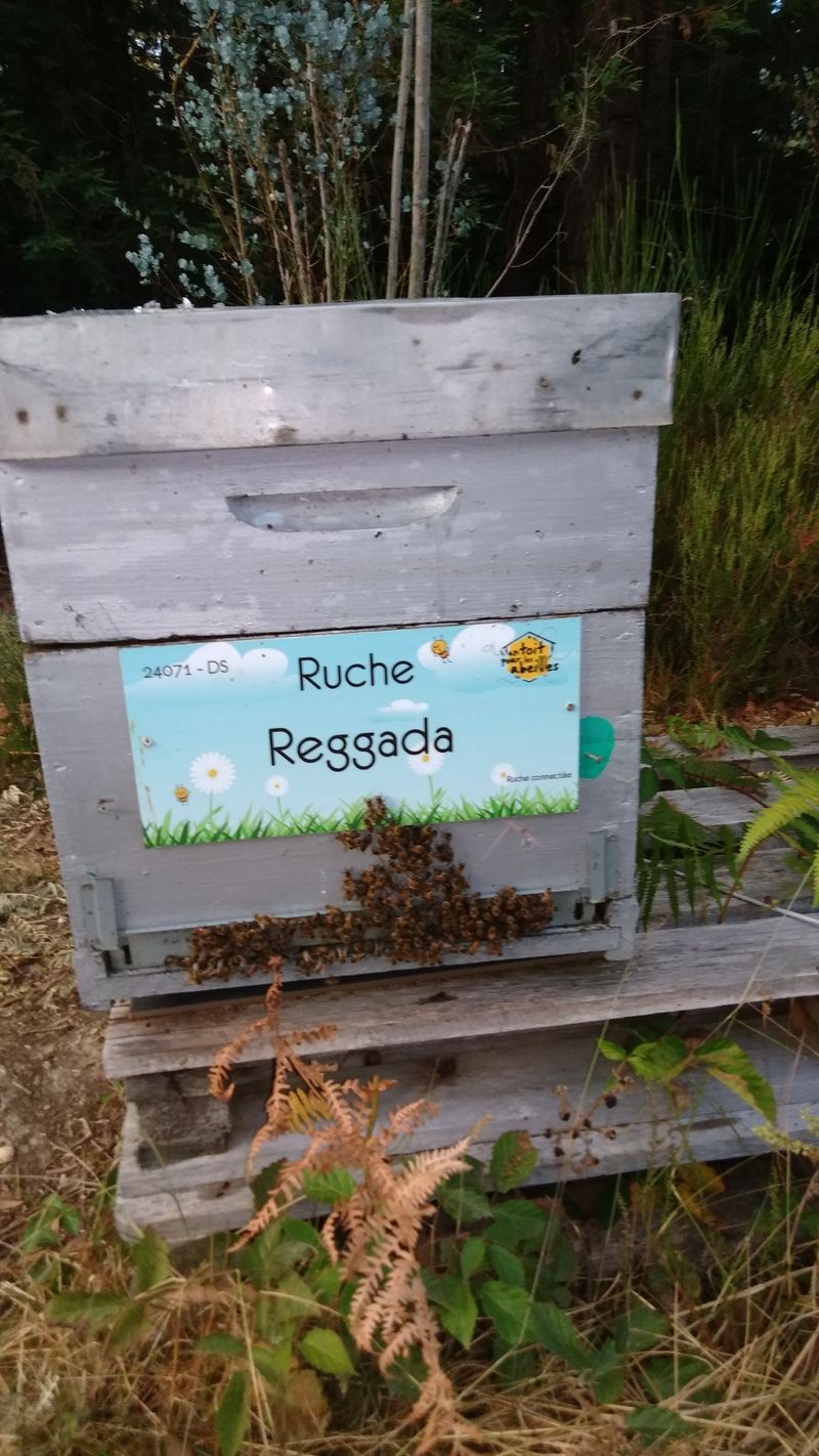 La ruche Reggada