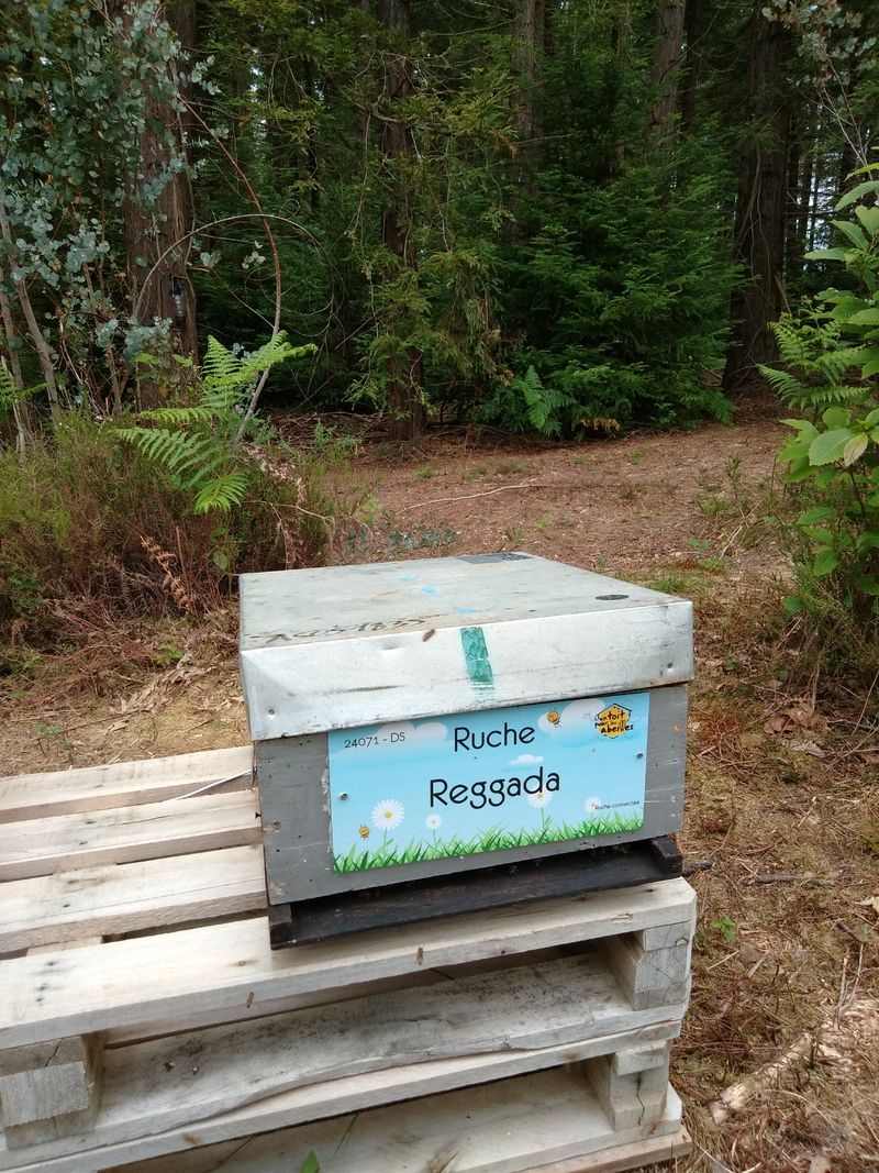 La ruche Reggada
