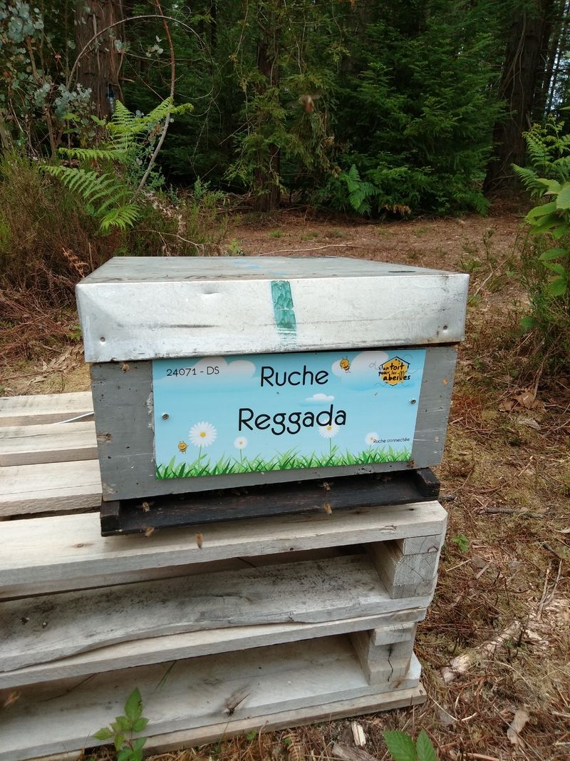 La ruche Reggada