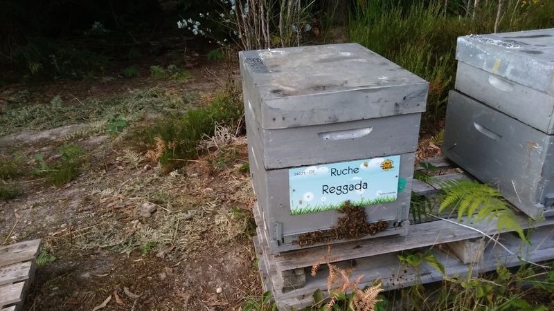 La ruche Reggada