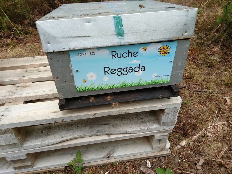 La ruche