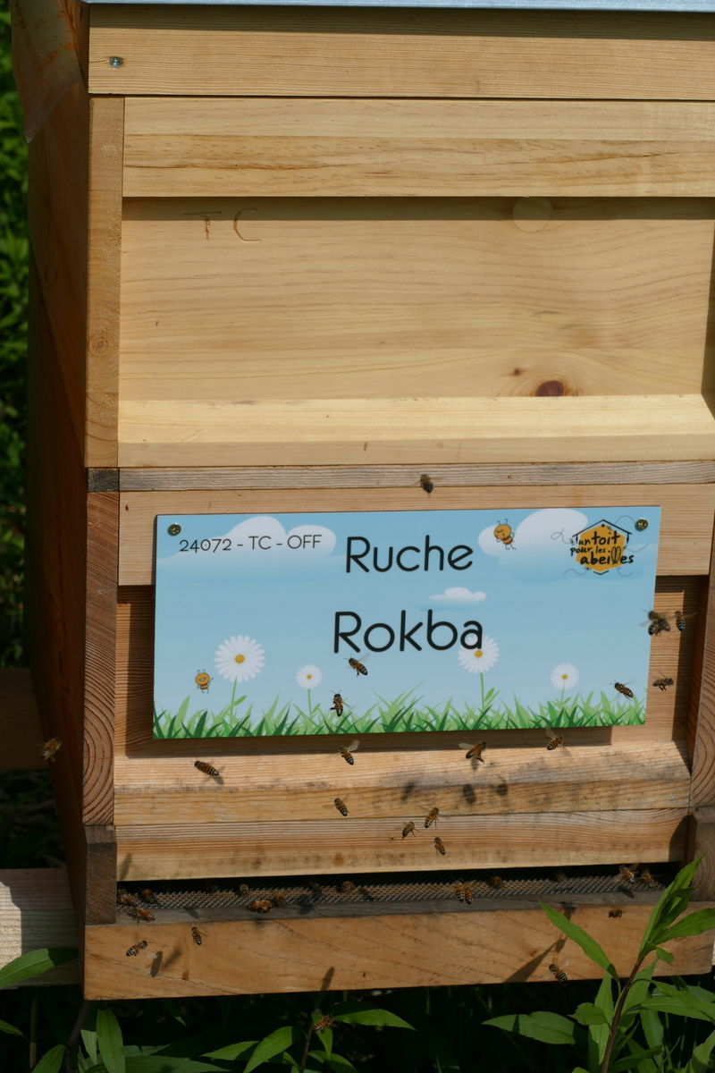 La ruche Rokba
