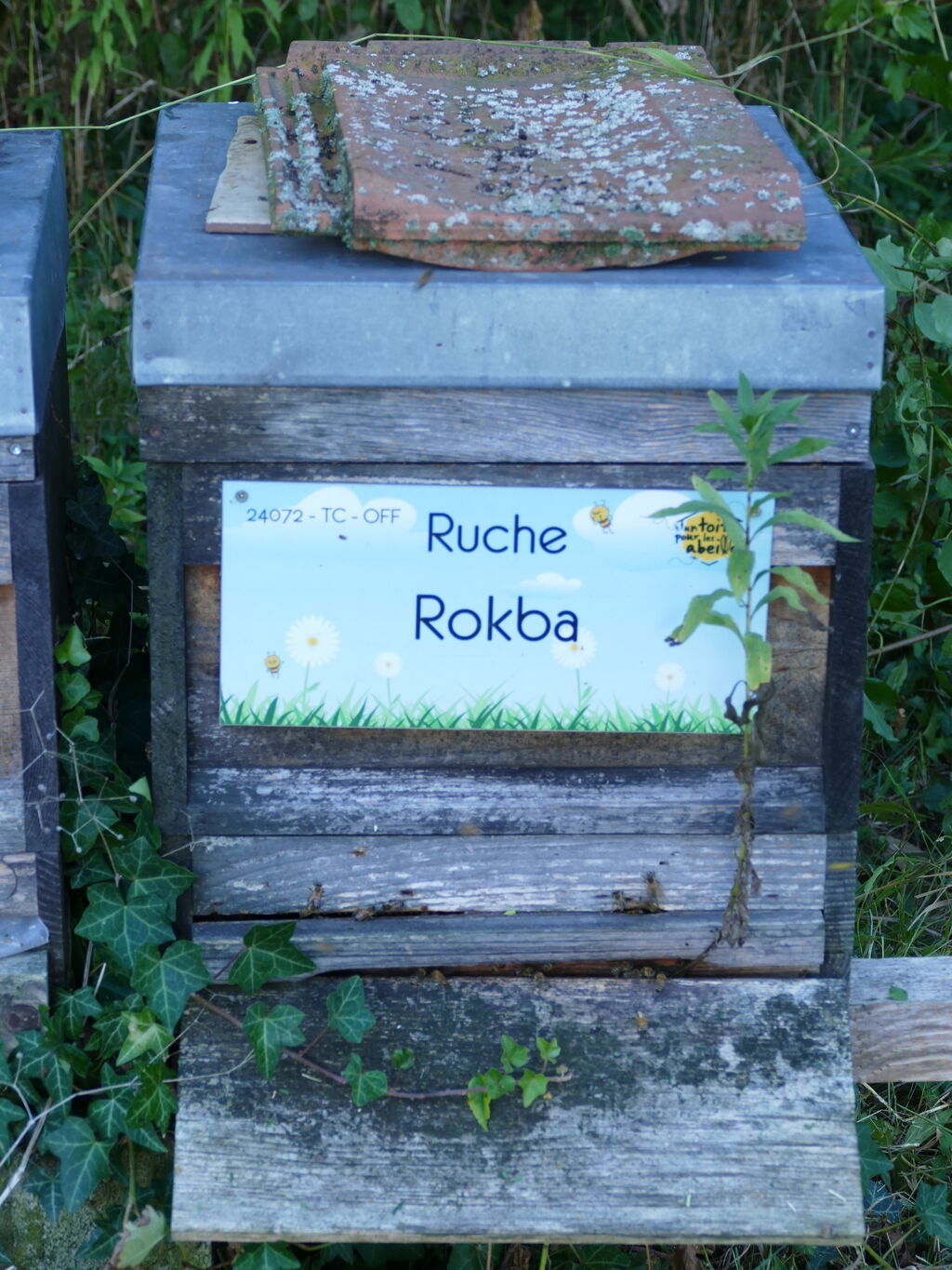 La ruche Rokba