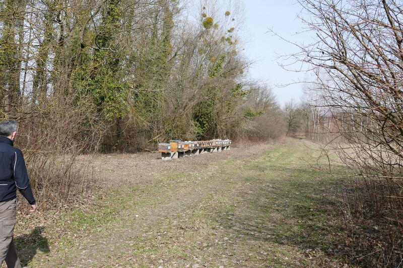 La ruche Rokba