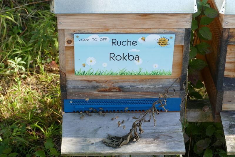 La ruche Rokba