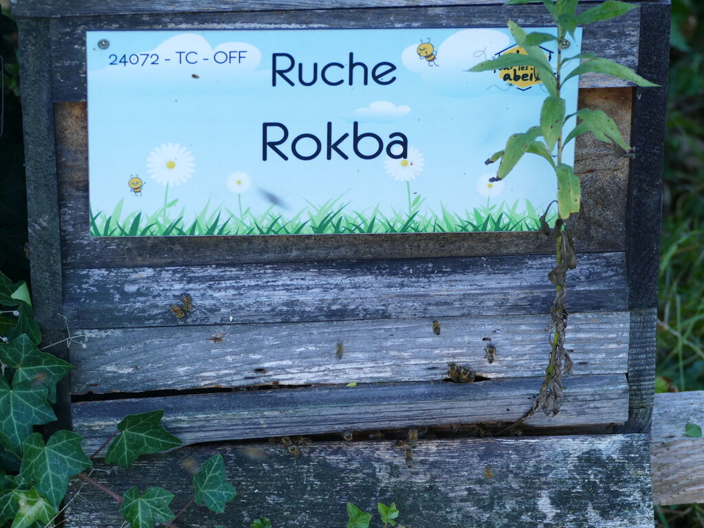 La ruche Rokba