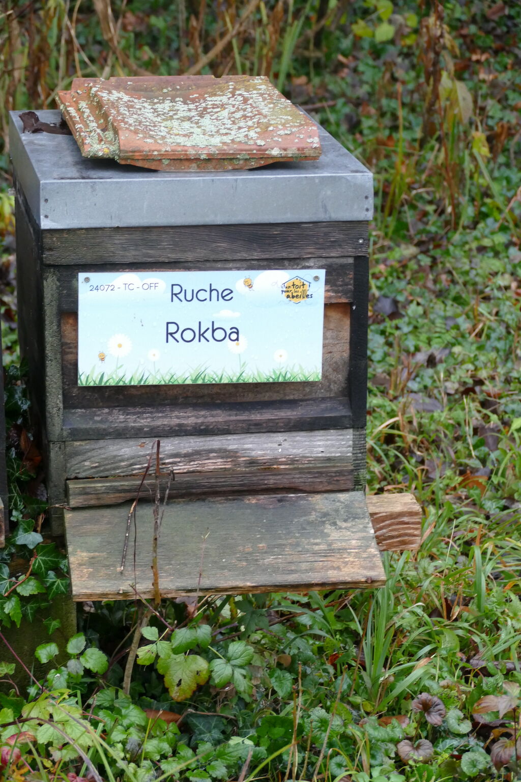La ruche Rokba