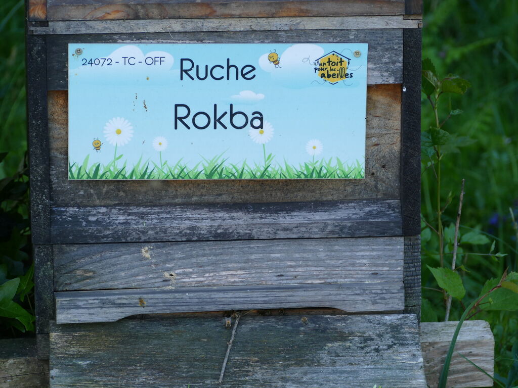 La ruche Rokba
