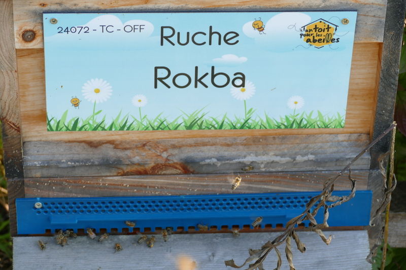 La ruche Rokba