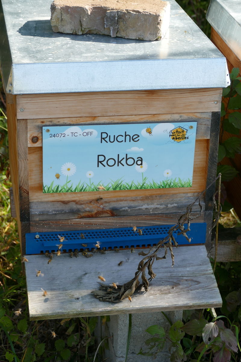 La ruche Rokba