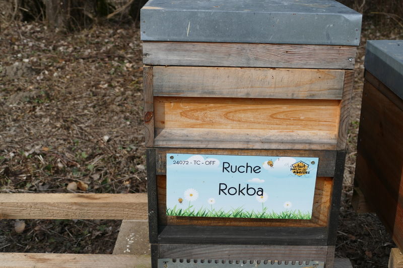 La ruche Rokba