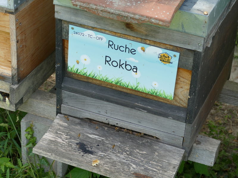 La ruche Rokba