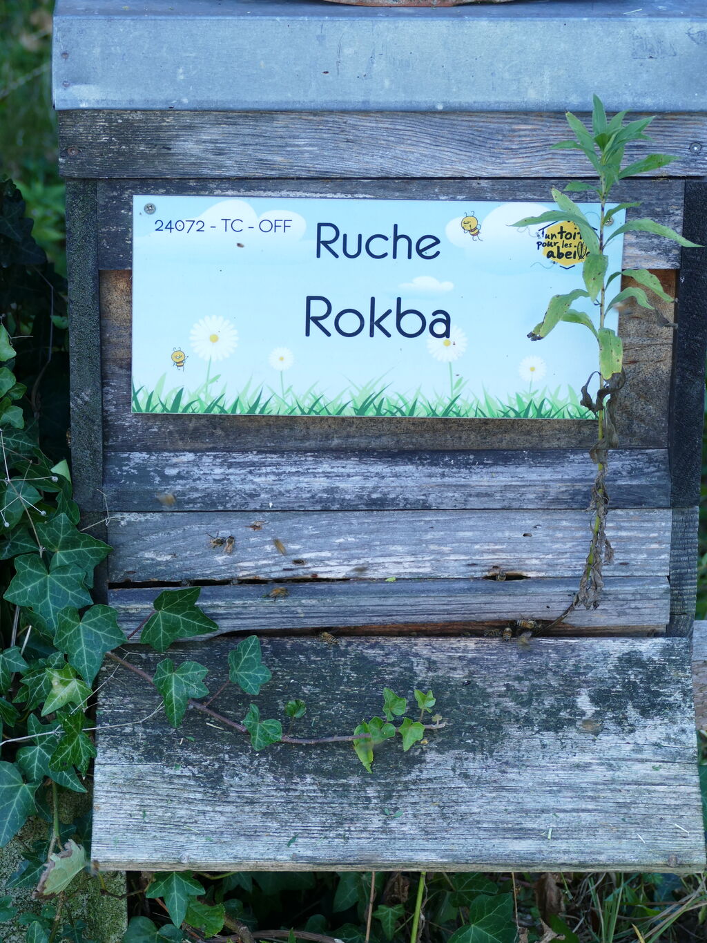 La ruche Rokba