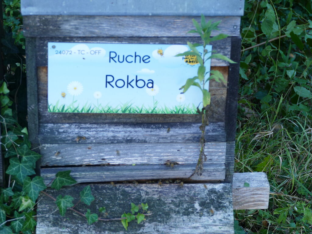 La ruche Rokba