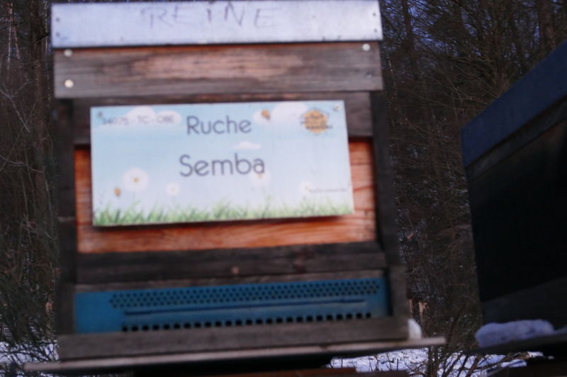 La ruche Semba