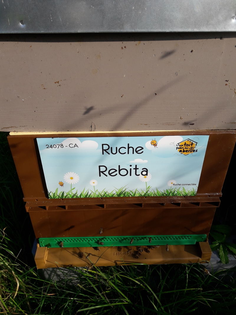 La ruche 