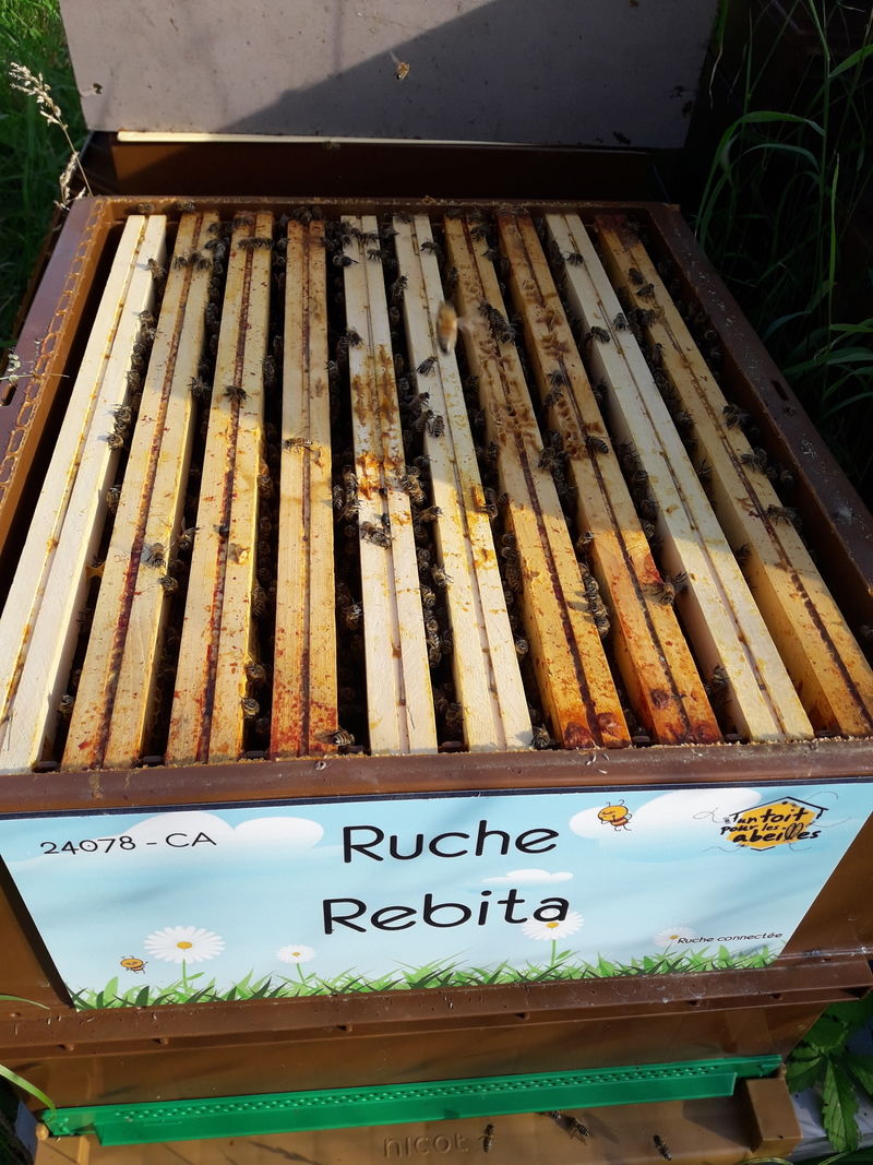 La ruche Rebita