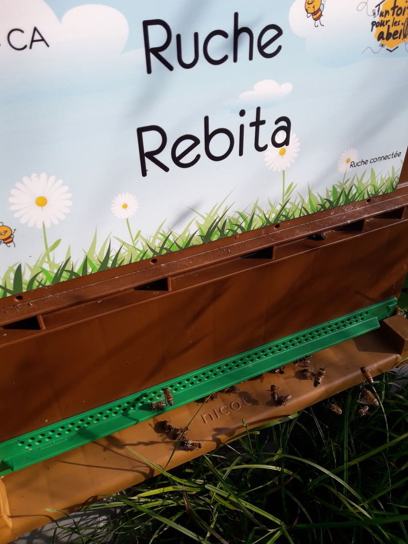 La ruche Rebita