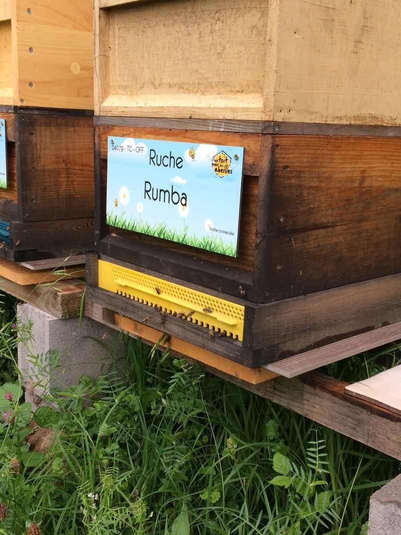 La ruche Rumba