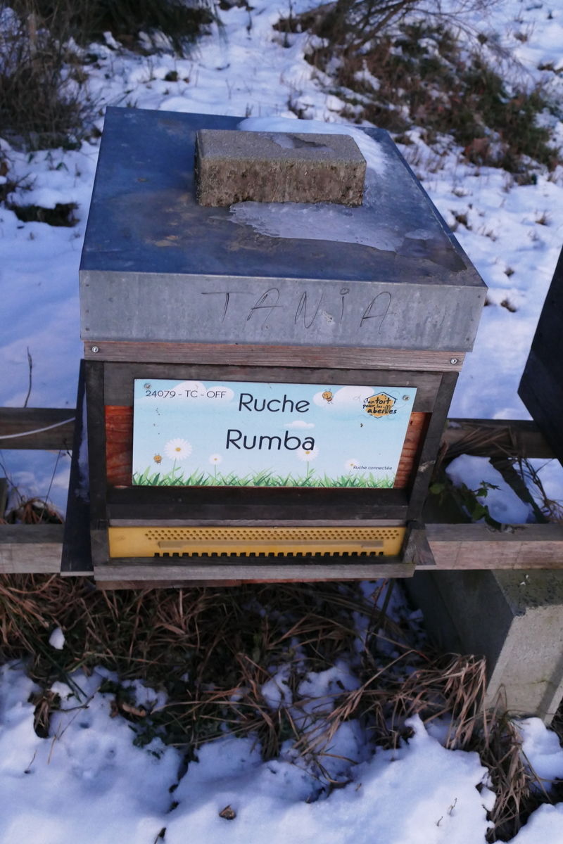 La ruche Rumba