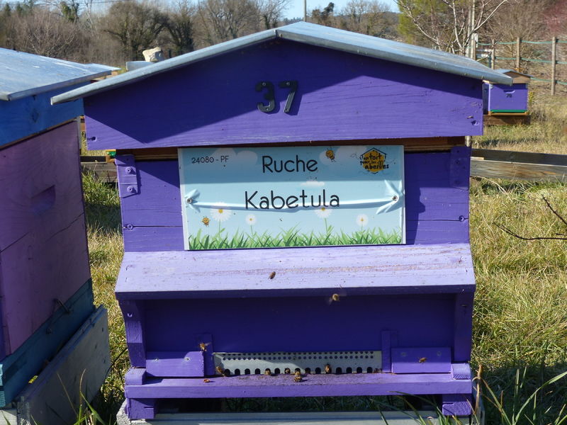 La ruche Kabetula