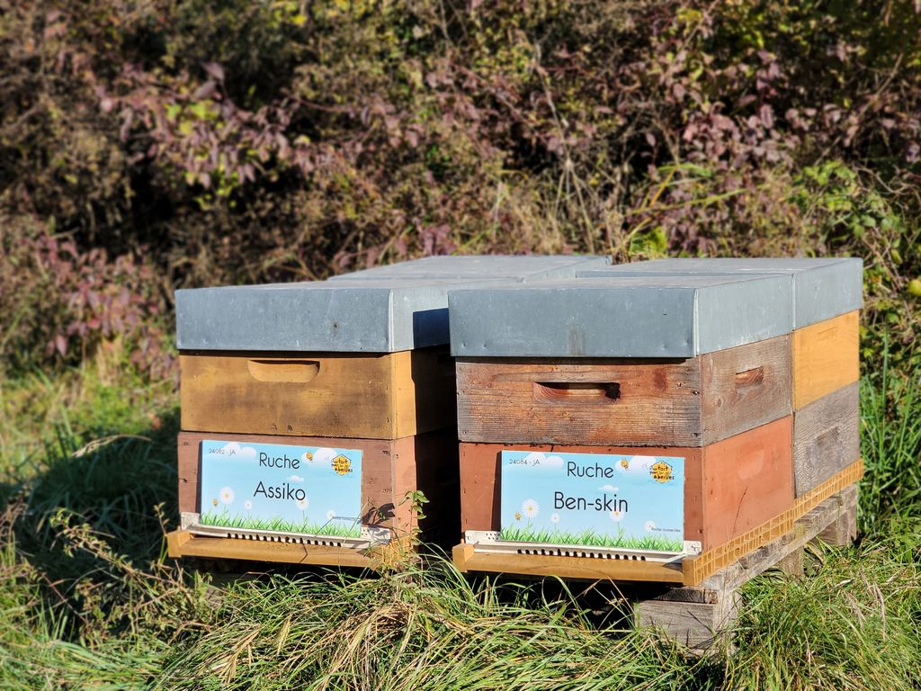 La ruche Assiko