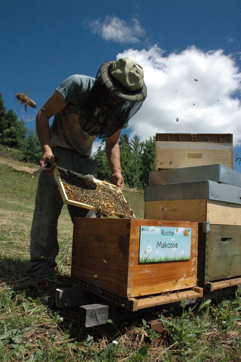 La ruche Makossa
