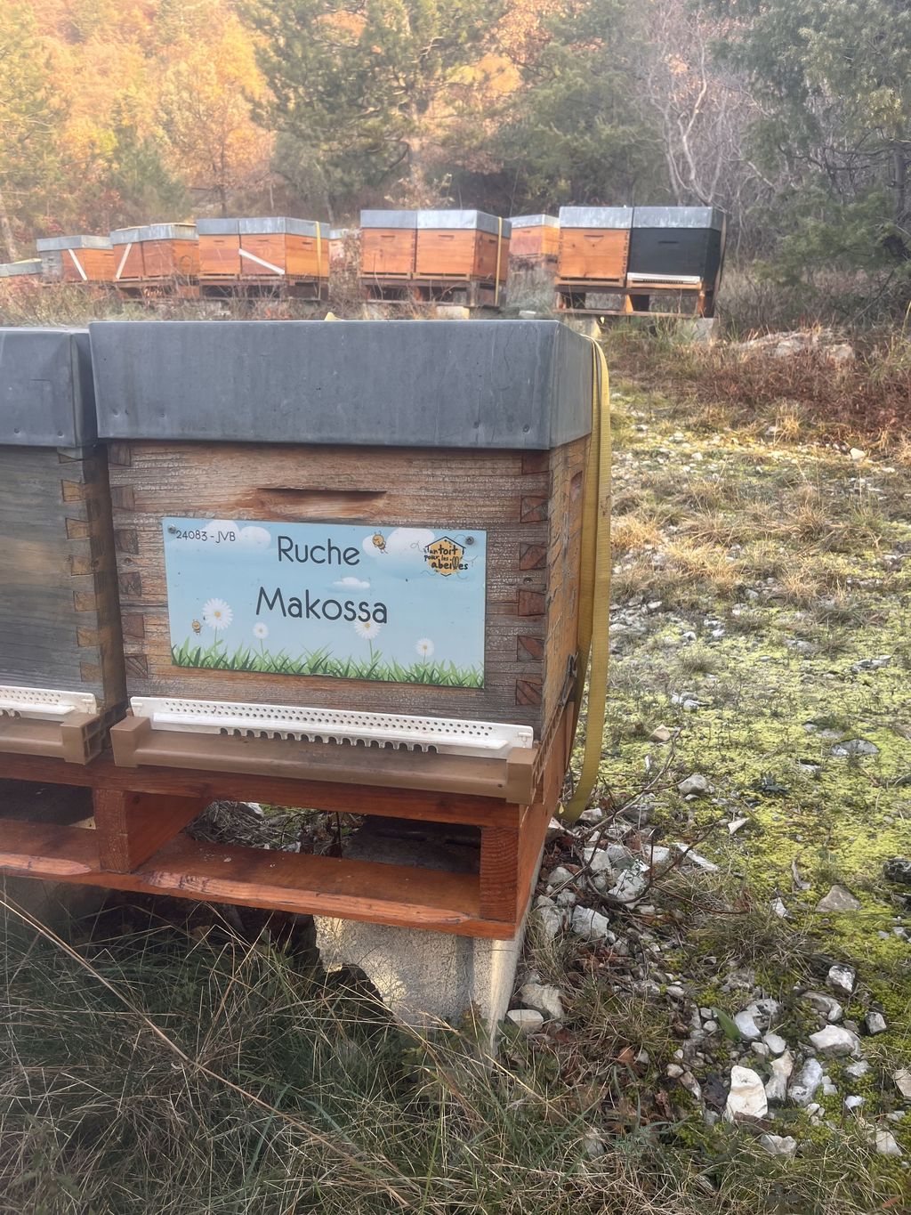La ruche Makossa