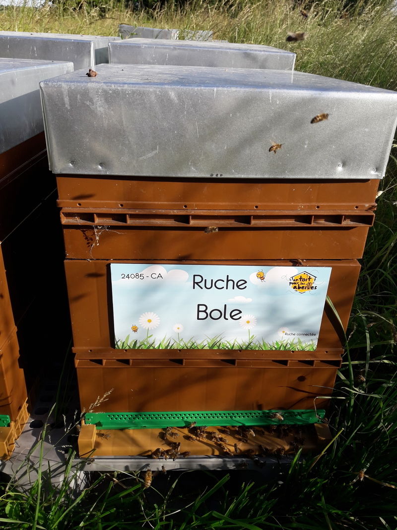 La ruche
