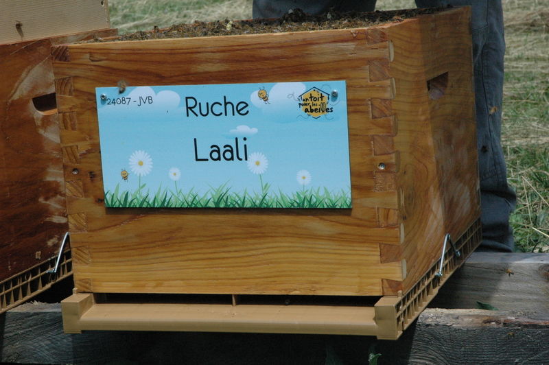 La ruche Laali