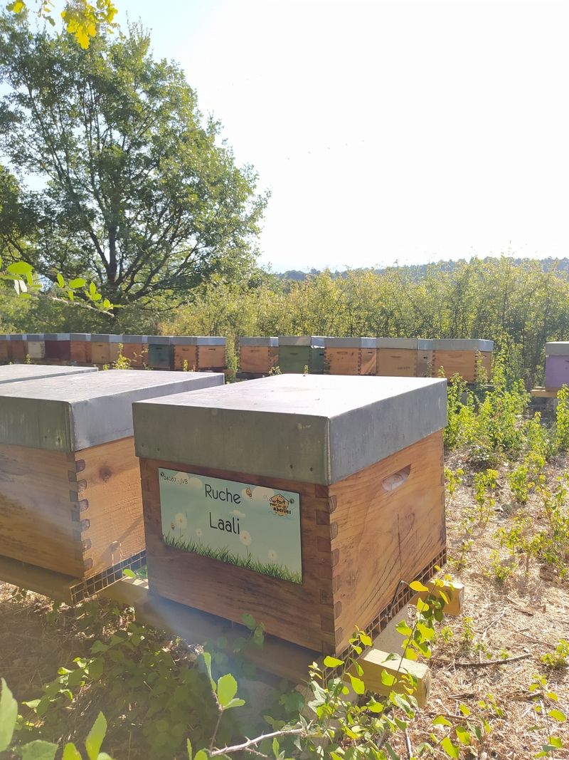 La ruche Laali