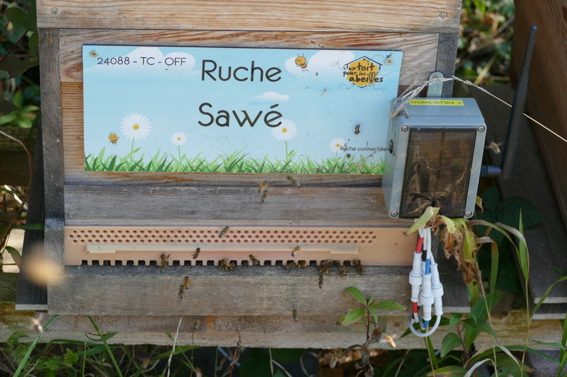 La ruche Sawé