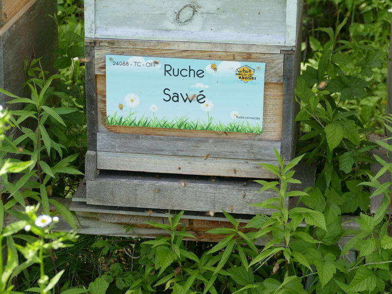La ruche Sawé