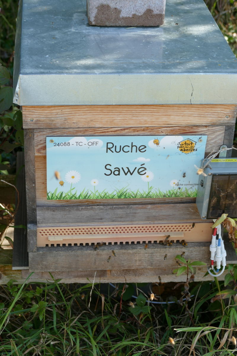 La ruche Sawé