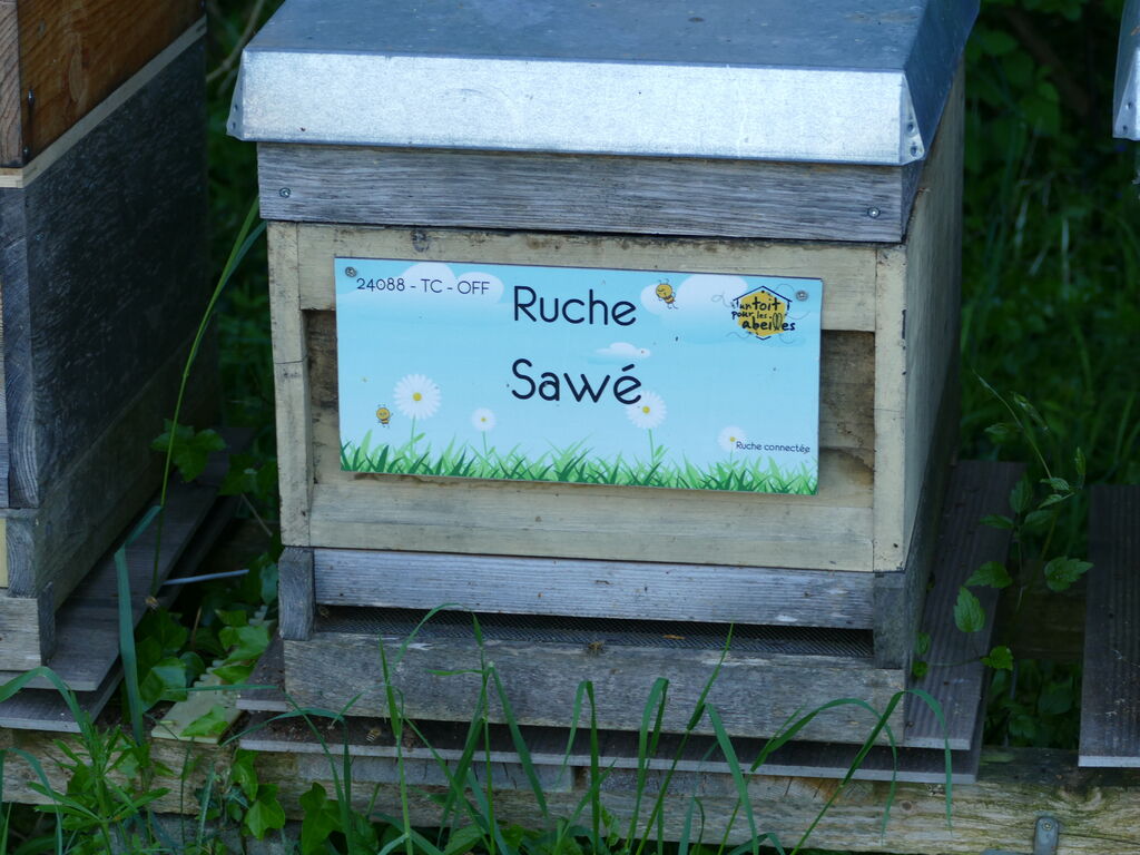 La ruche Sawé