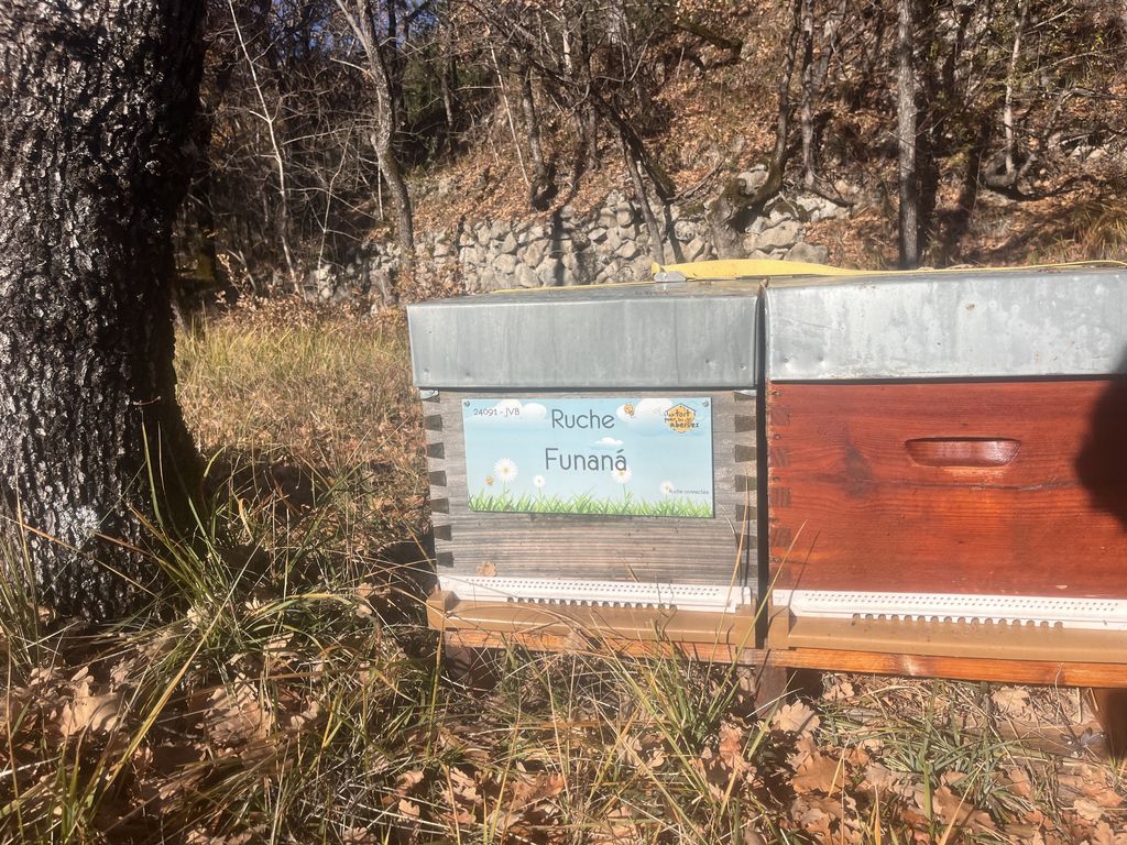 La ruche Funaná